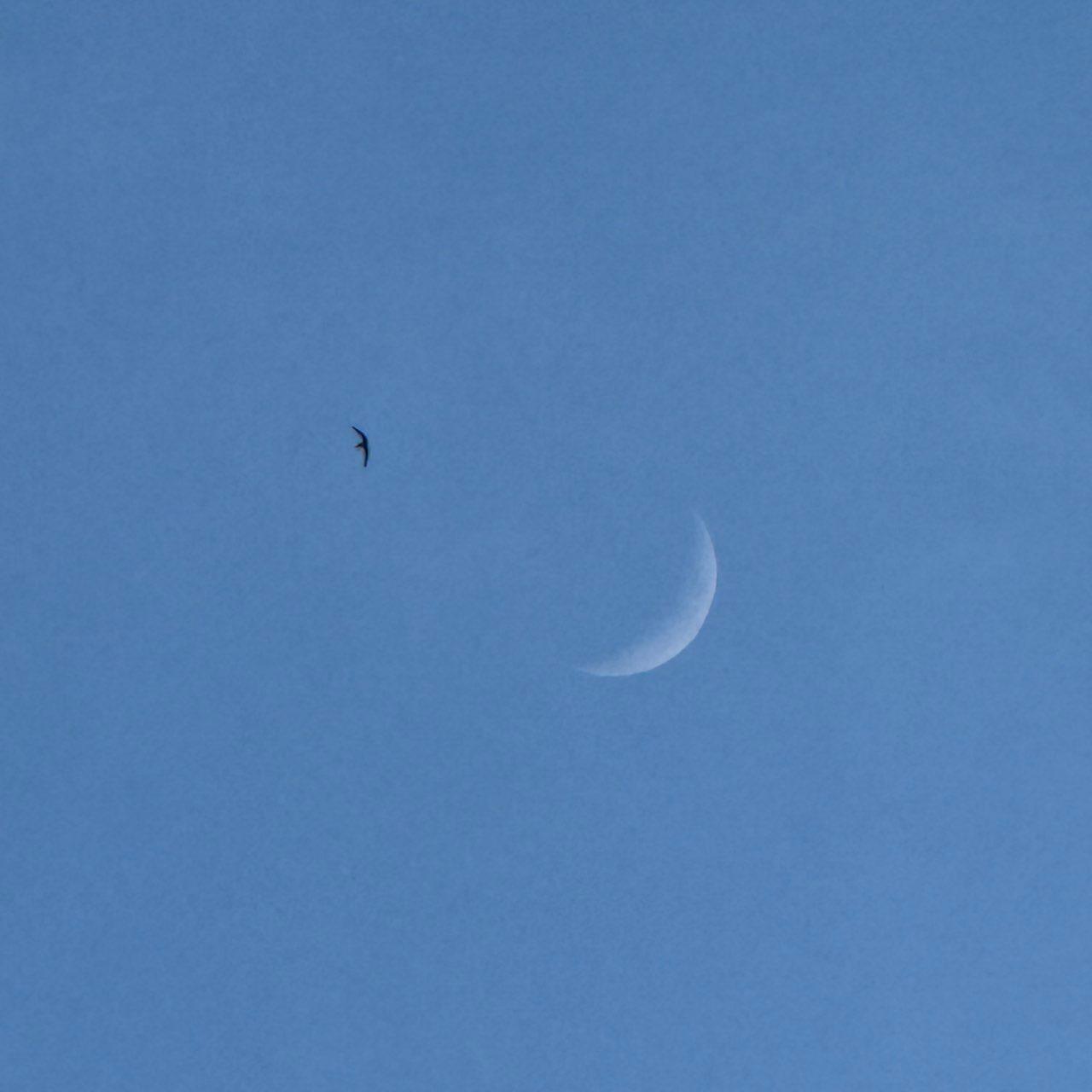 The Moon over Wetzlar, Deutschland — waxing crescent, Lunar Day 5