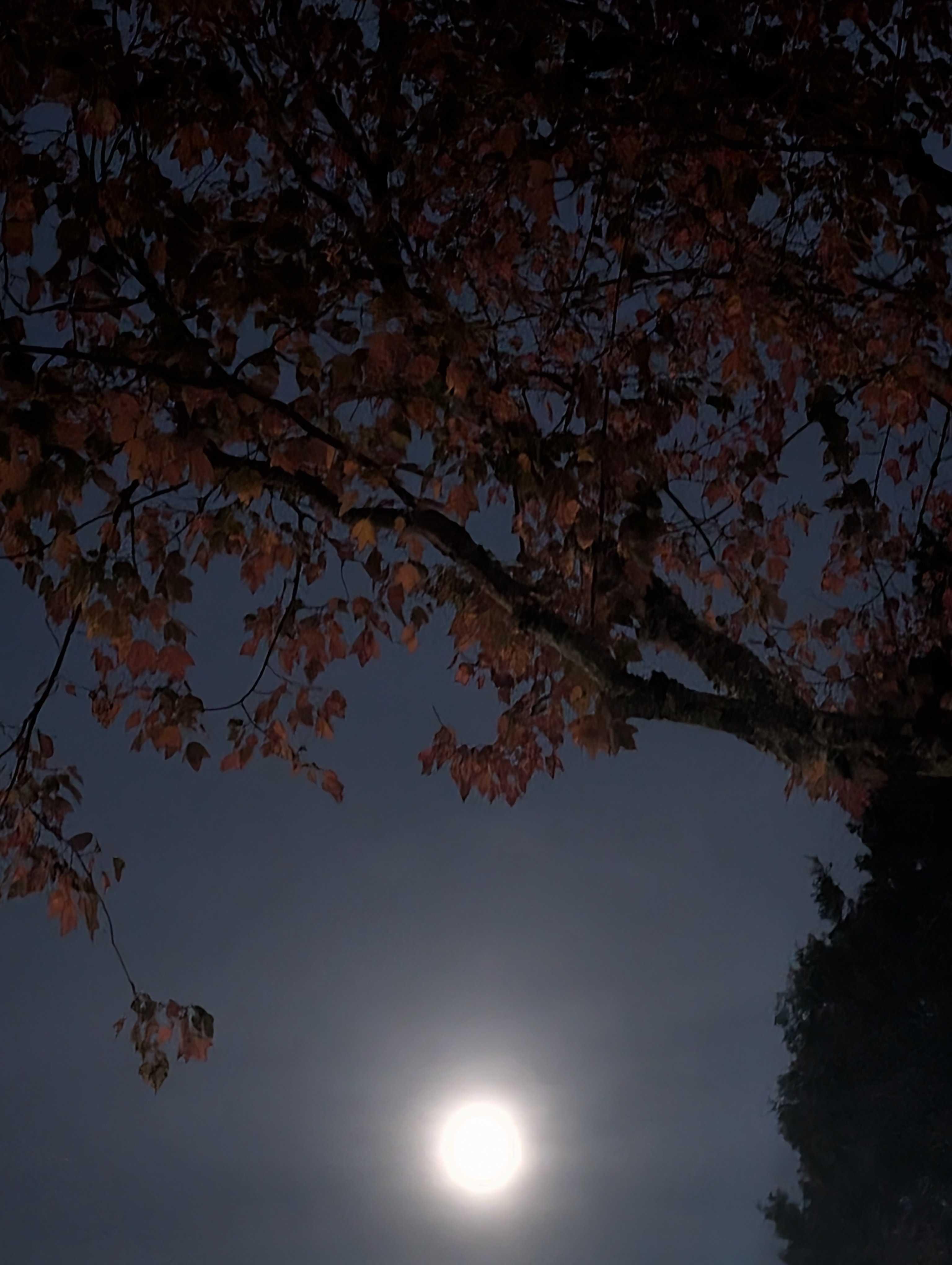 The Moon over Gresham, United States — full moon, Lunar Day 15