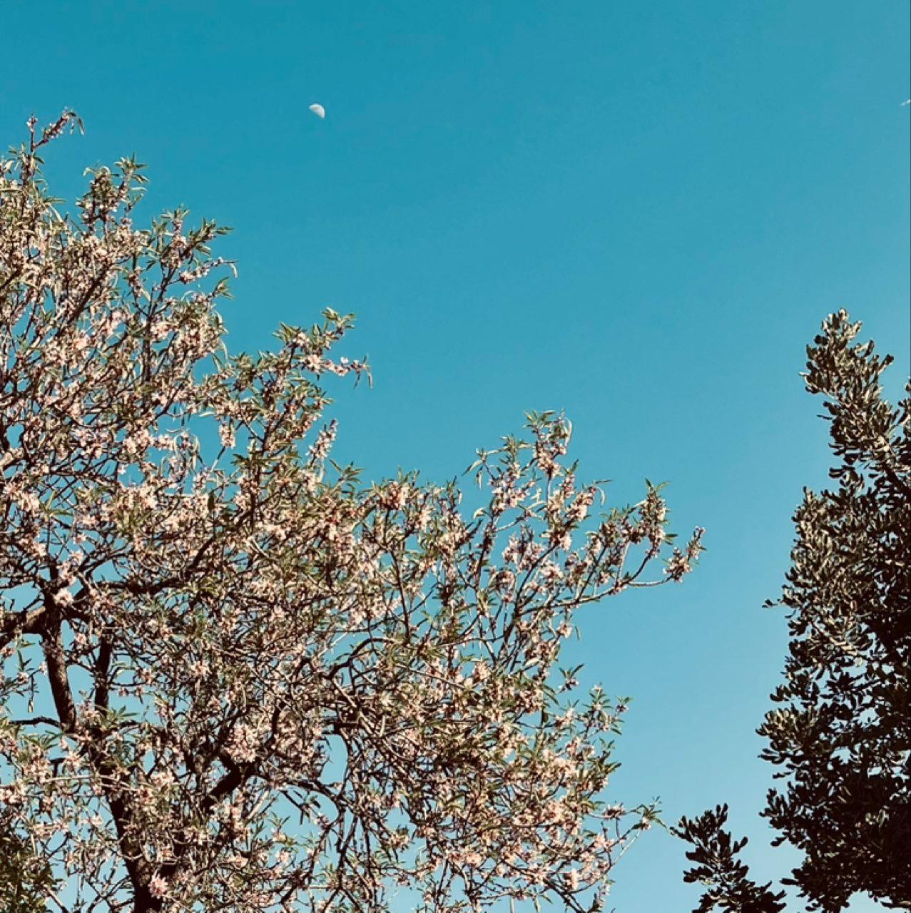 The Moon over Paterna, España — first quarter, Lunar Day 8