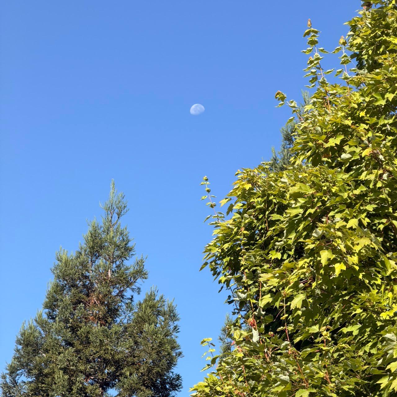 The Moon over Lodi, United States — waning gibbous, Lunar Day 21