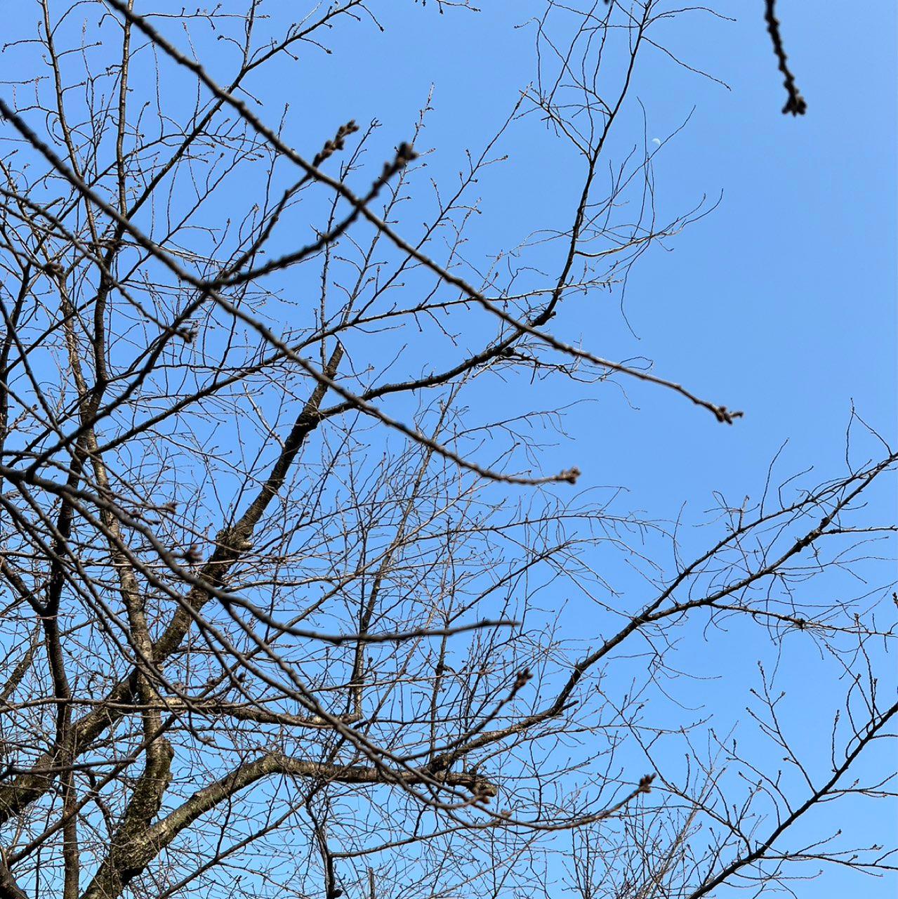The Moon over 渋谷区, 日本 — first quarter, Lunar Day 7