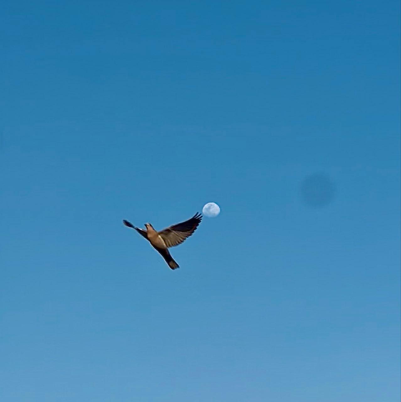 The Moon over Guadalajara, México — waxing gibbous, Lunar Day 11