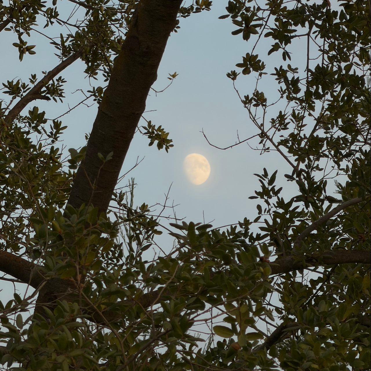 The Moon over Lodi, United States — waxing gibbous, Lunar Day 12
