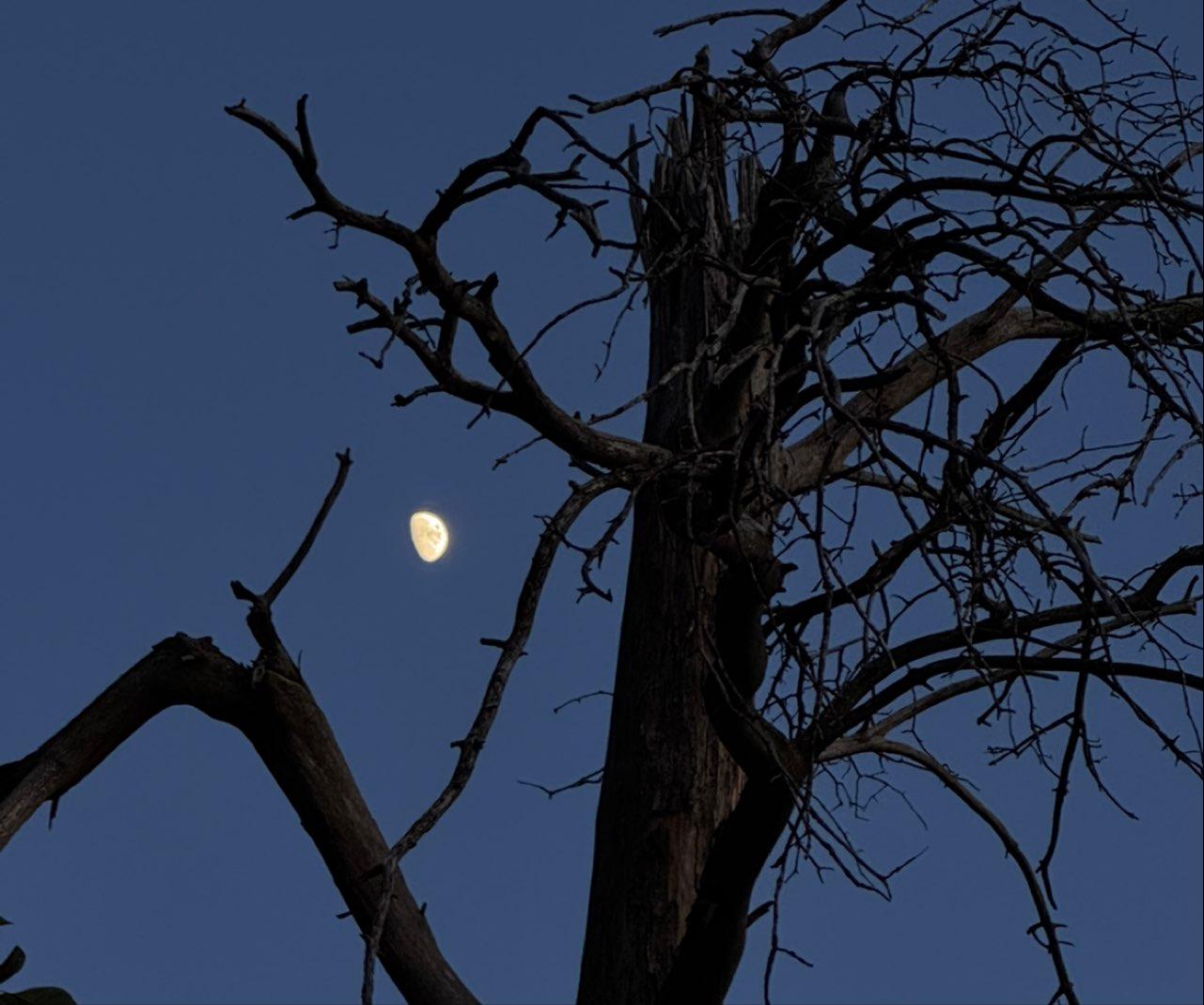 The Moon over Chesterland, United States — waxing gibbous, Lunar Day 10