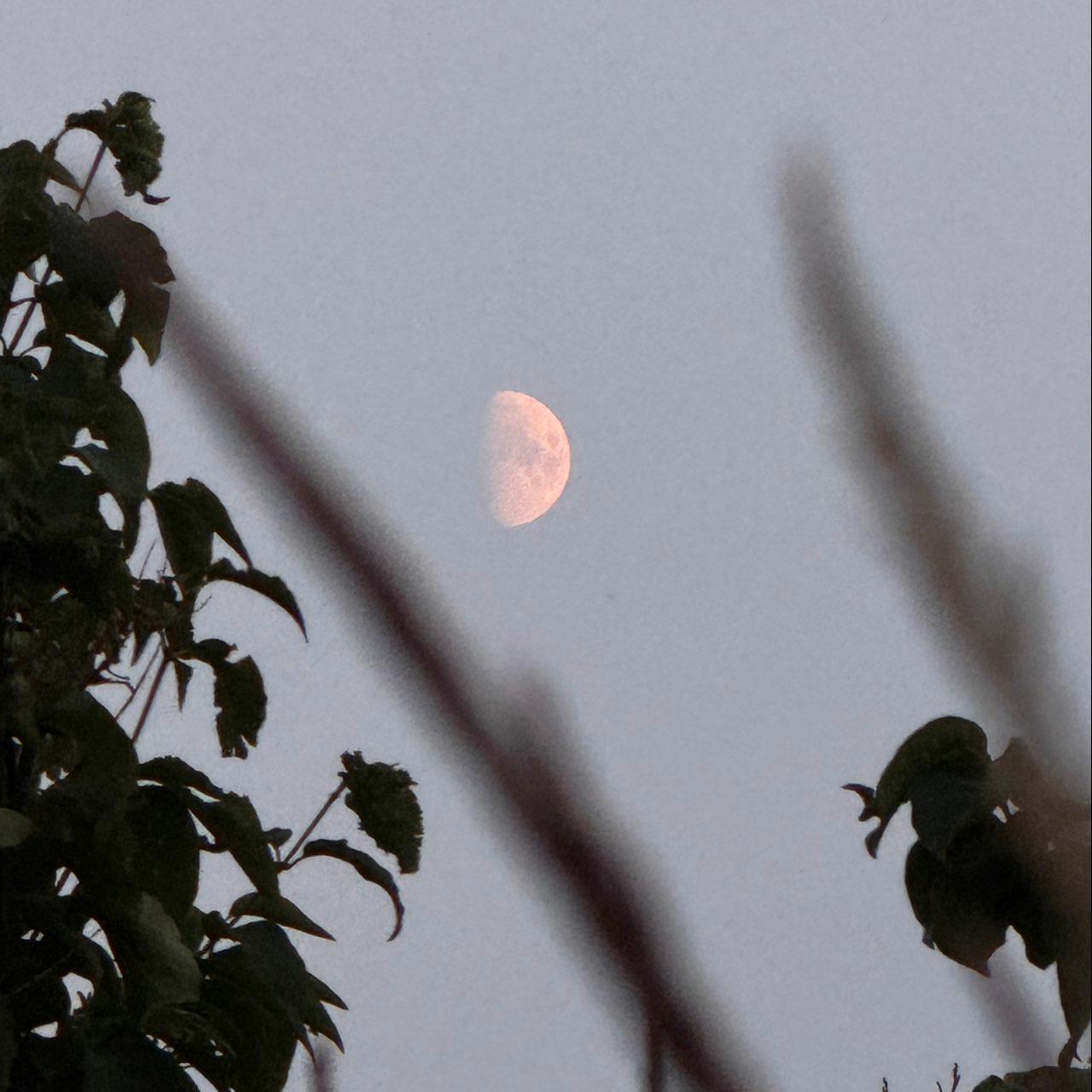 The Moon over Calgary, Canada — first quarter, Lunar Day 10