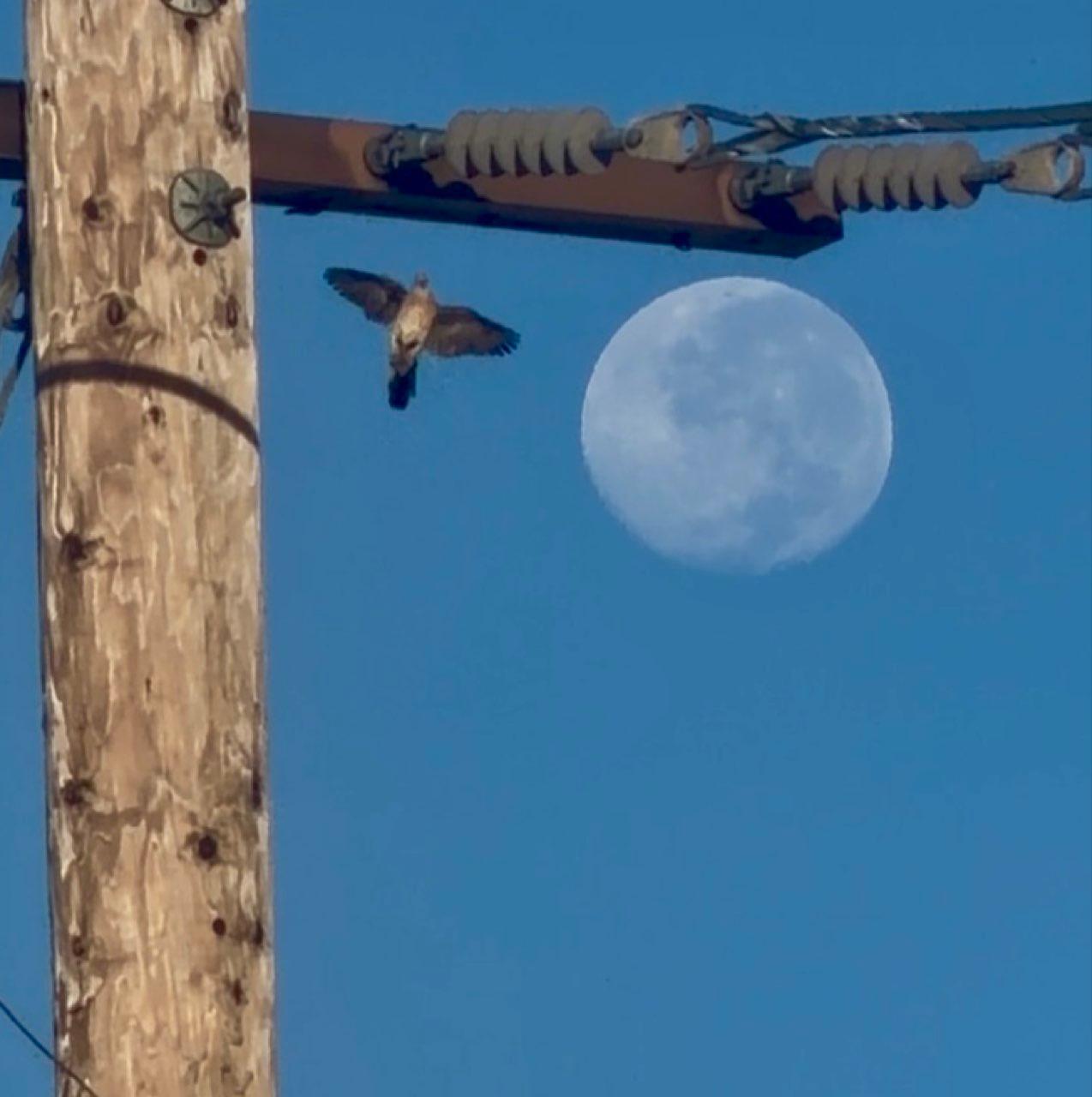 The Moon over Honolulu, United States — waning gibbous, Lunar Day 18