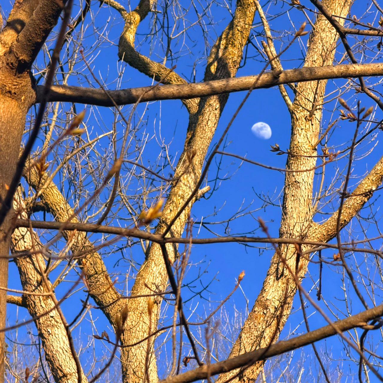 The Moon over Toronto, Canada — waxing gibbous, Lunar Day 10