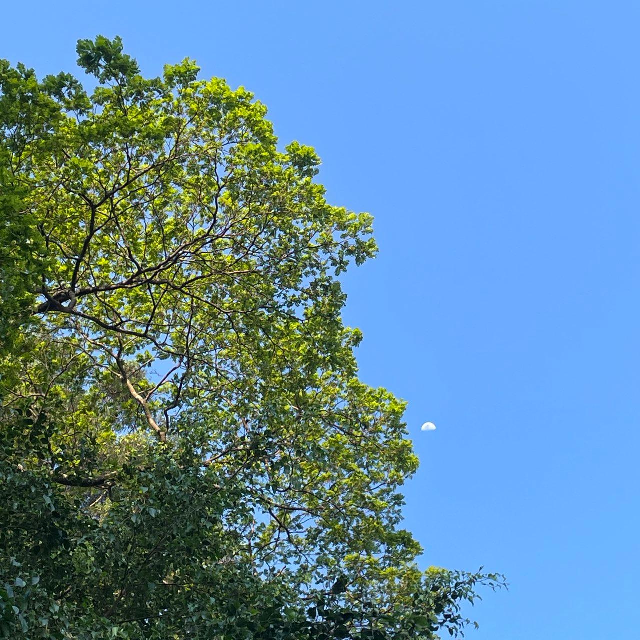 The Moon over Taboão da Serra, Brazil — first quarter, Lunar Day 10