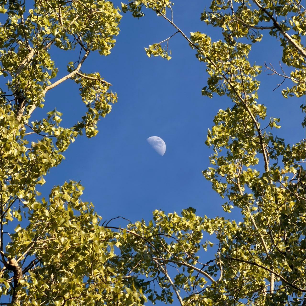 The Moon over Zürich, Schweiz — first quarter, Lunar Day 8