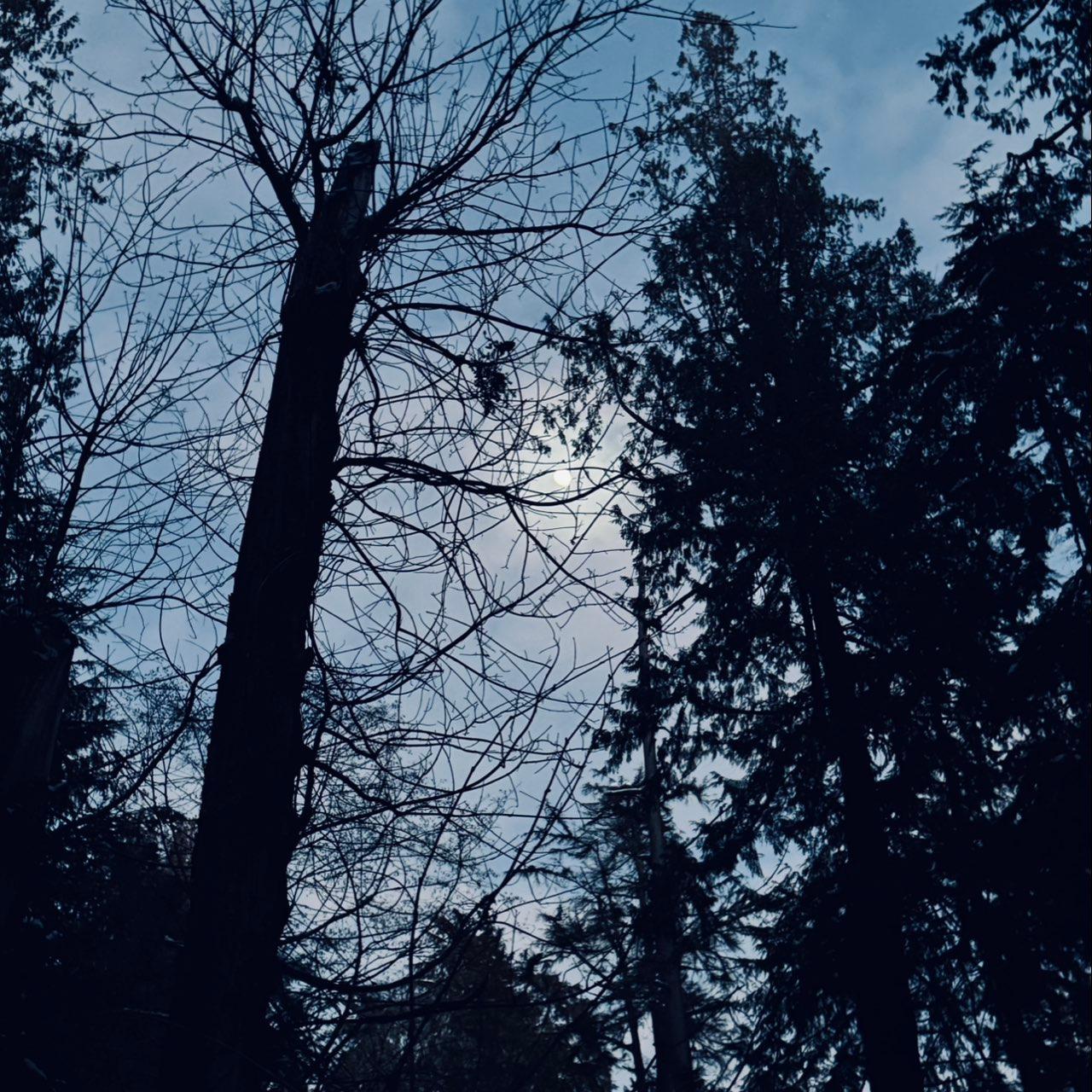 The Moon over Sunshine Coast, Canada — waxing gibbous, Lunar Day 12