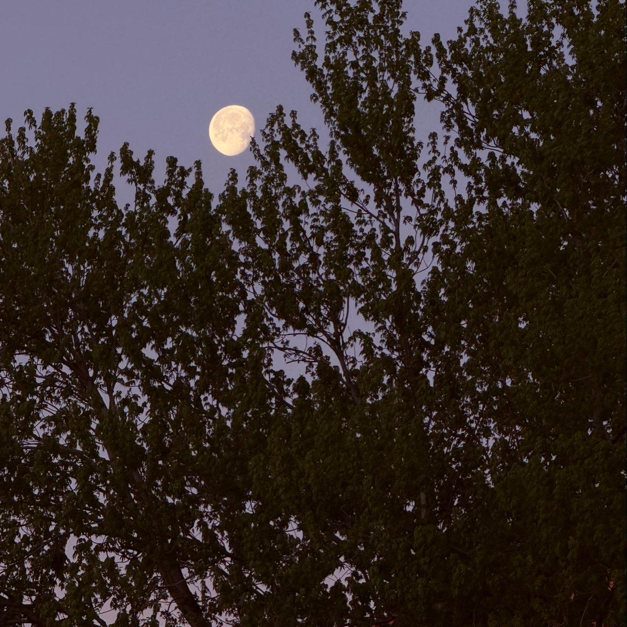 The Moon over Colorado Springs, United States — waxing gibbous, Lunar Day 13