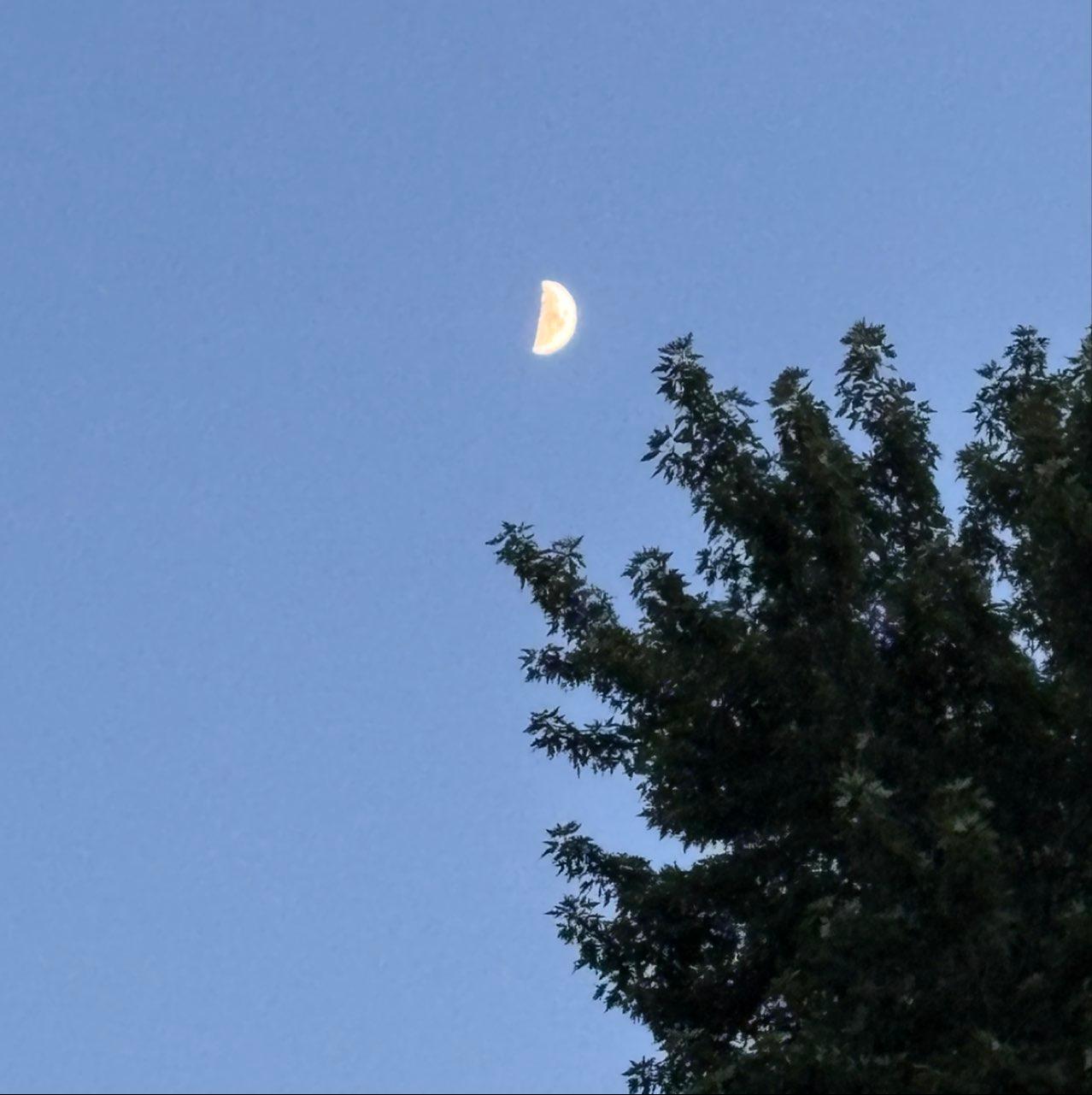 The Moon over Denver, United States — first quarter, Lunar Day 8