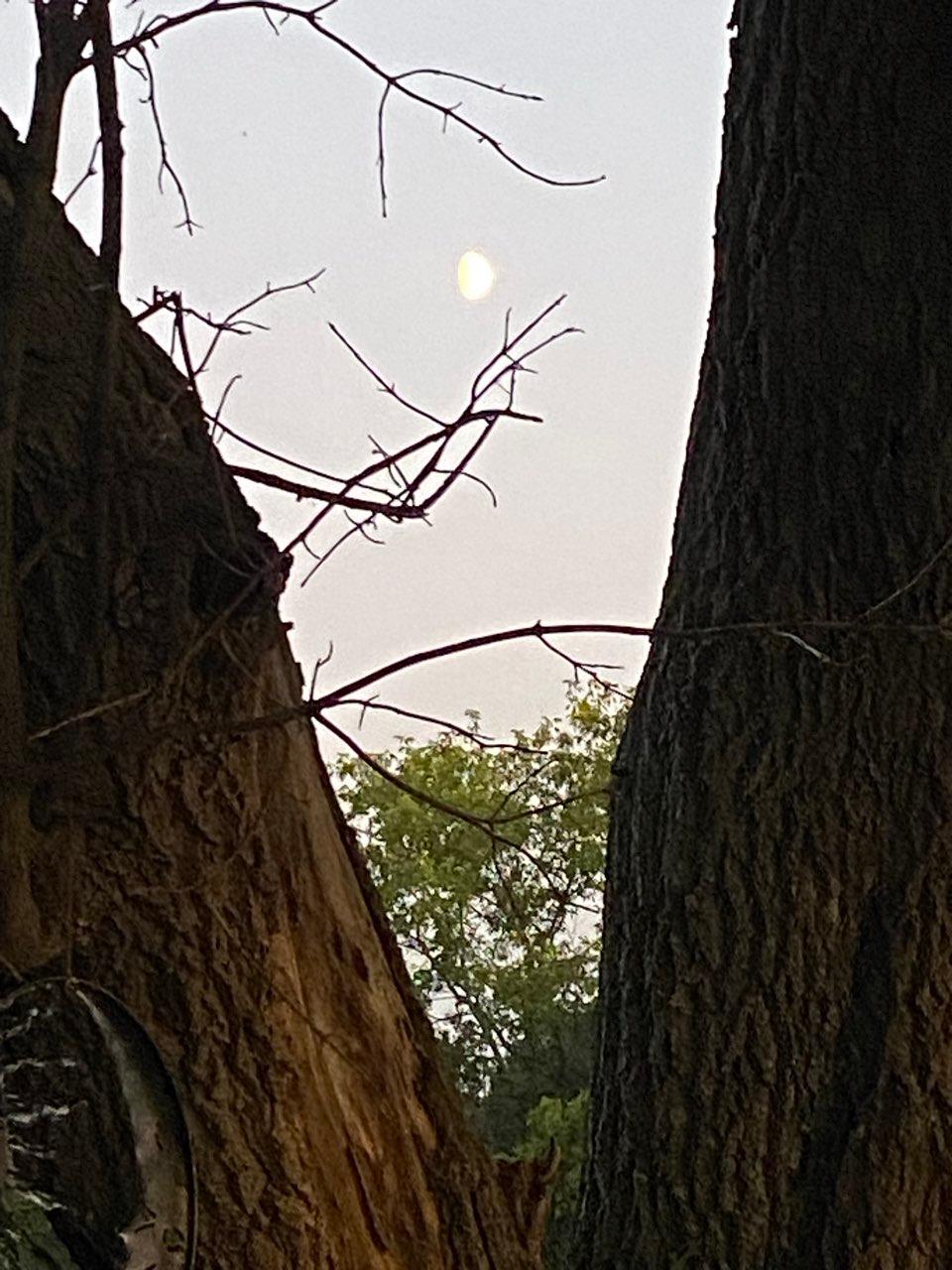 The Moon over Montague, Canada — waxing gibbous, Lunar Day 11
