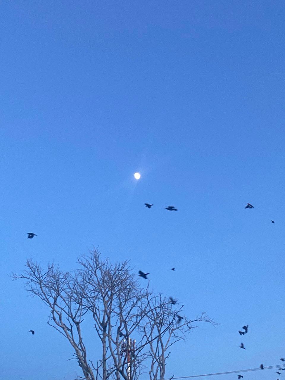 The Moon over Irapuato, México — waxing gibbous, Lunar Day 12