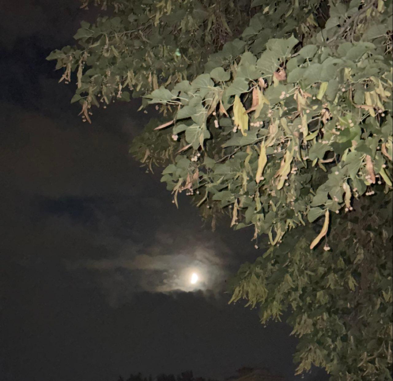 The Moon over Denver, United States — first quarter, Lunar Day 8