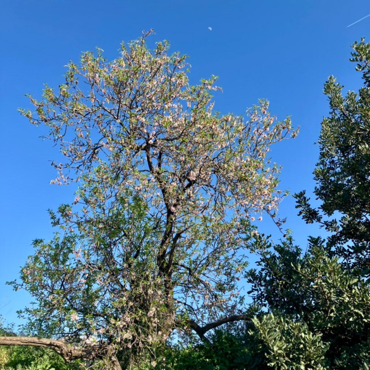 The Moon over Paterna, España — first quarter, Lunar Day 8