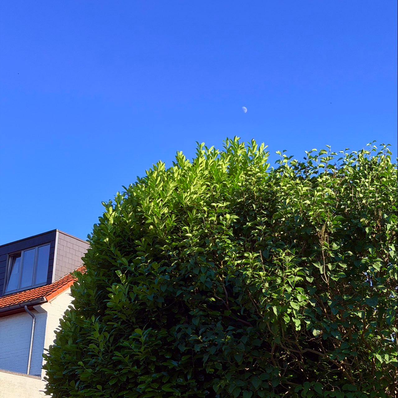 The Moon over Kraainem, Belgium — first quarter, Lunar Day 9
