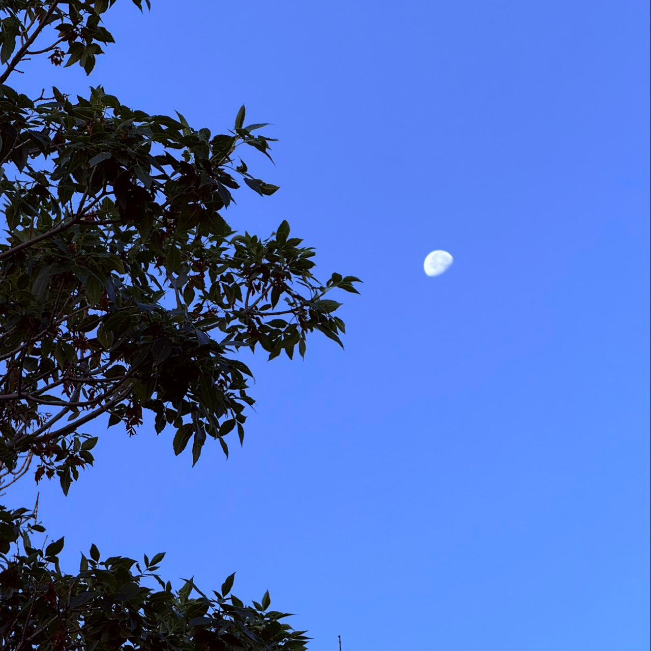 The Moon over Colorado Springs, United States — waning gibbous, Lunar Day 21