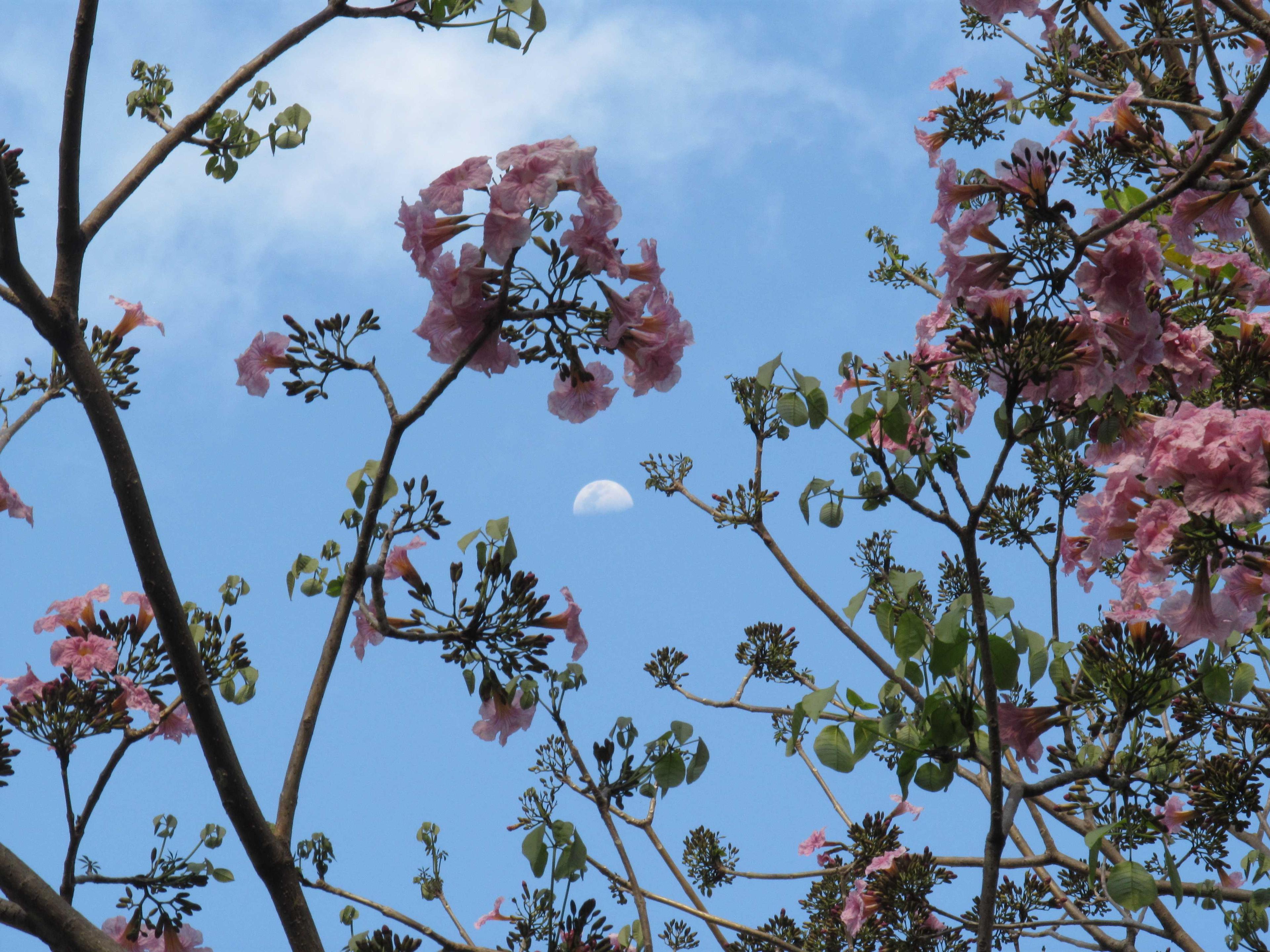 The Moon over Ricaurte, Colombia — first quarter, Lunar Day 9
