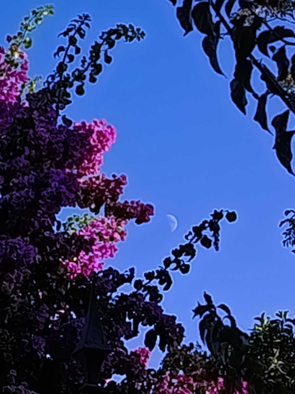 The Moon over Englewood, Estados Unidos — first quarter, Lunar Day 8