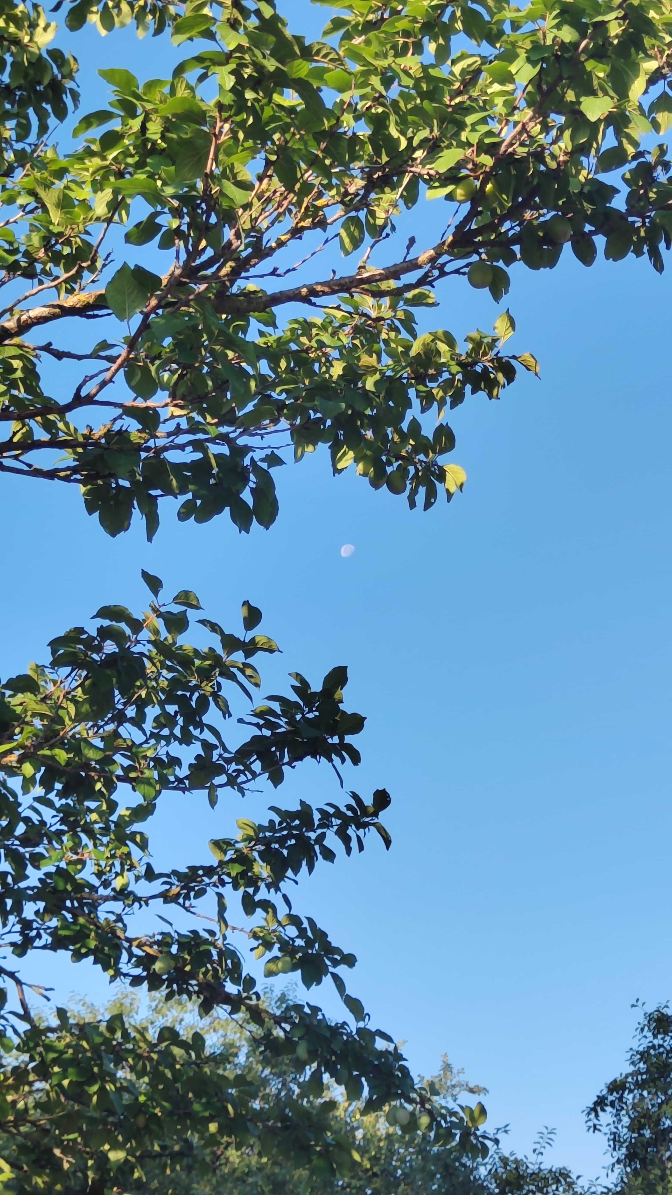 The Moon over Волковыск, Беларусь — waning gibbous, Lunar Day 20