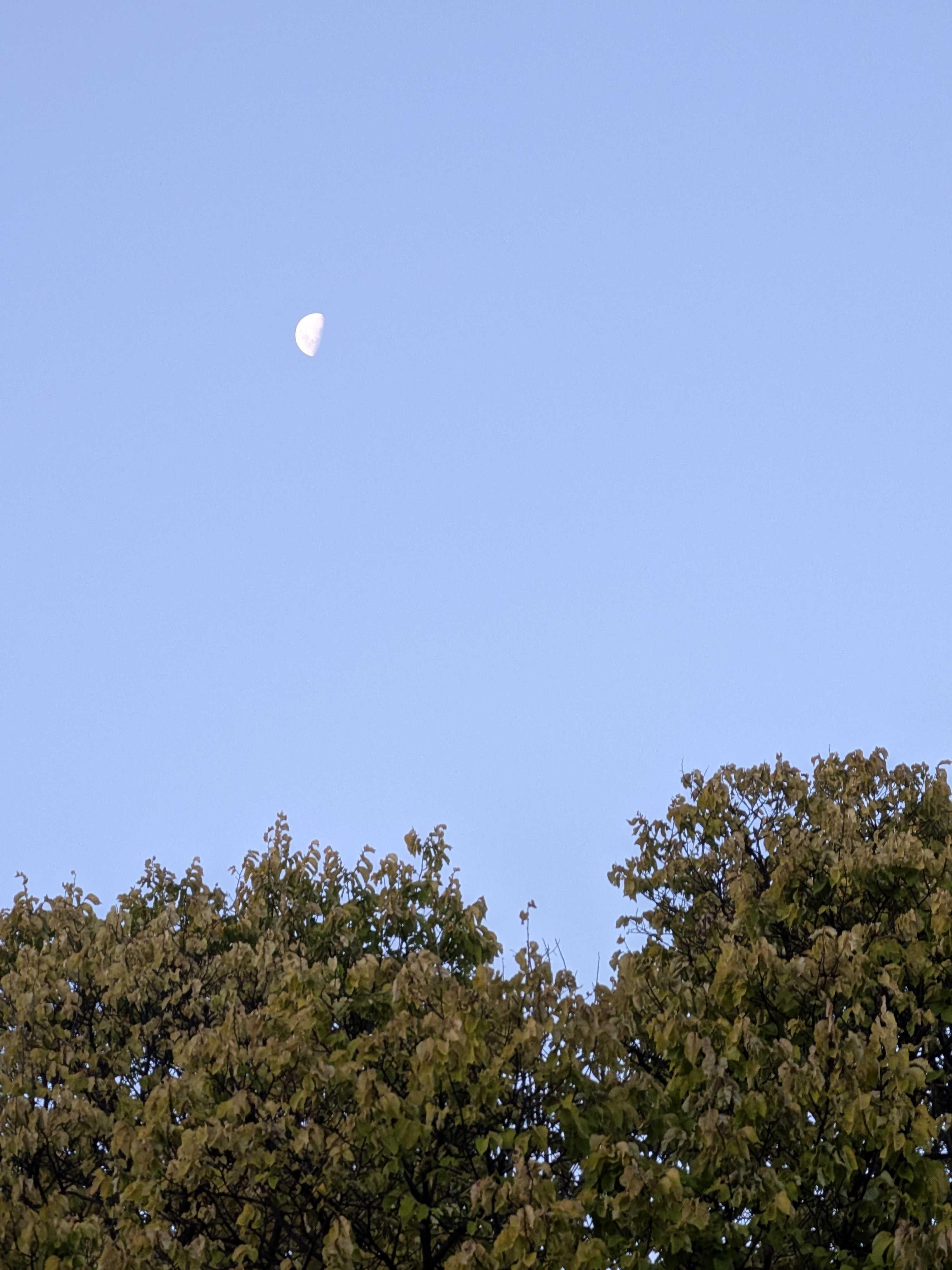 The Moon over Garran, Australia — first quarter, Lunar Day 9