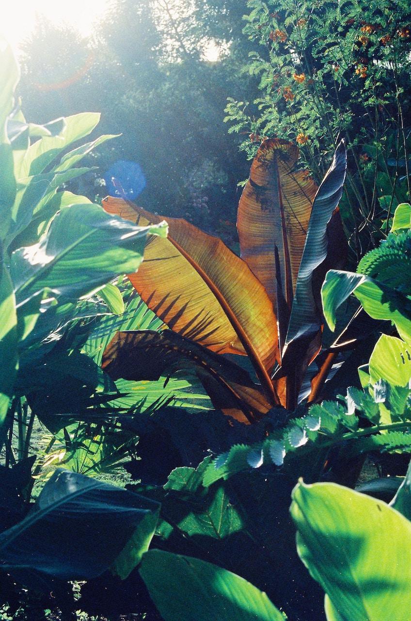 Amazon Jungle