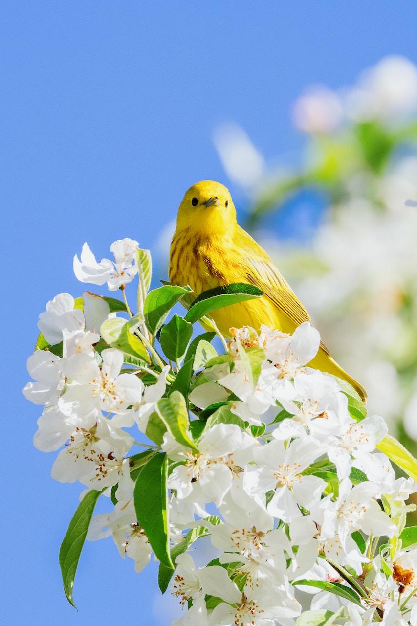 Birds in the Garden