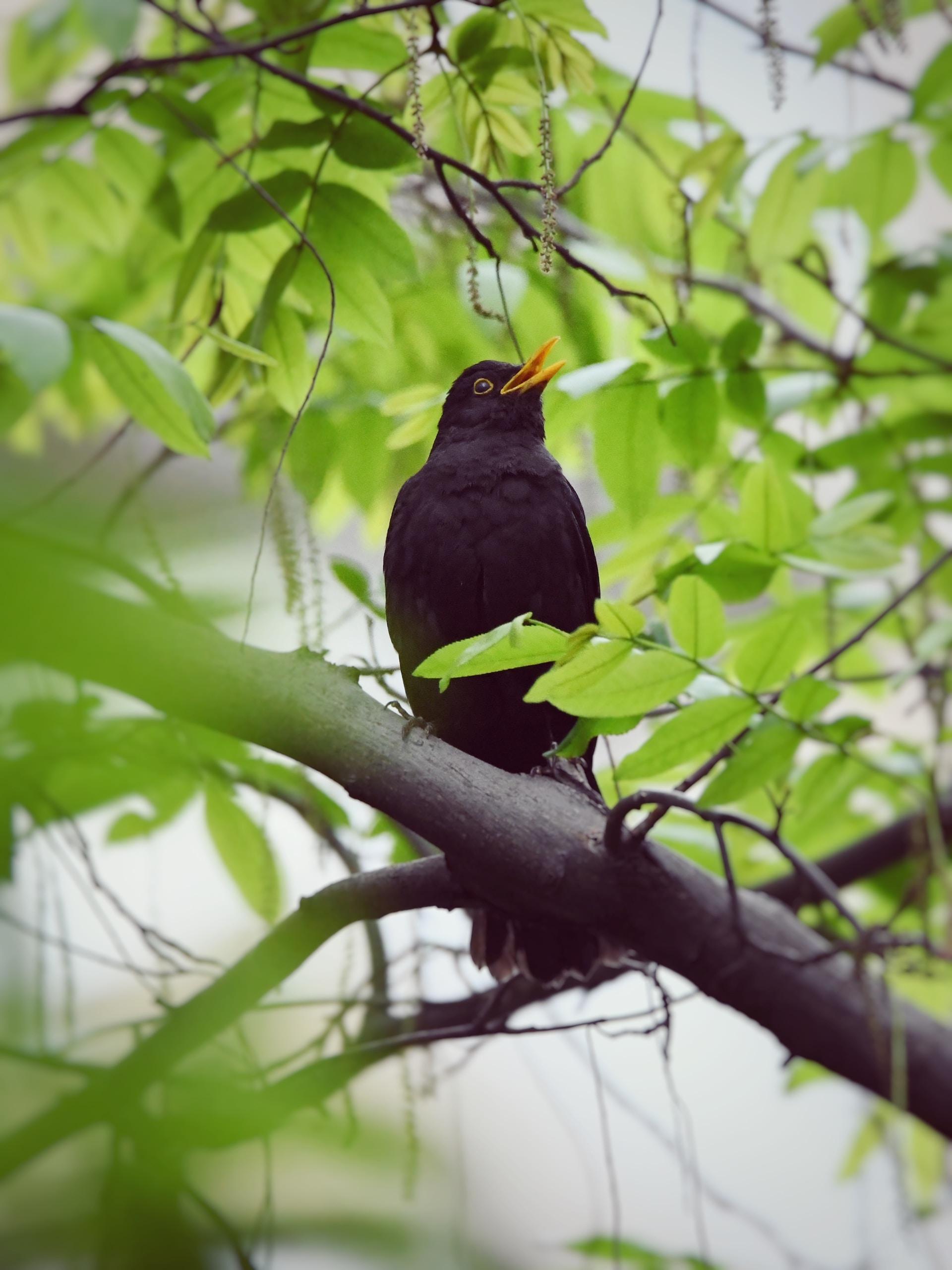 Blackbird