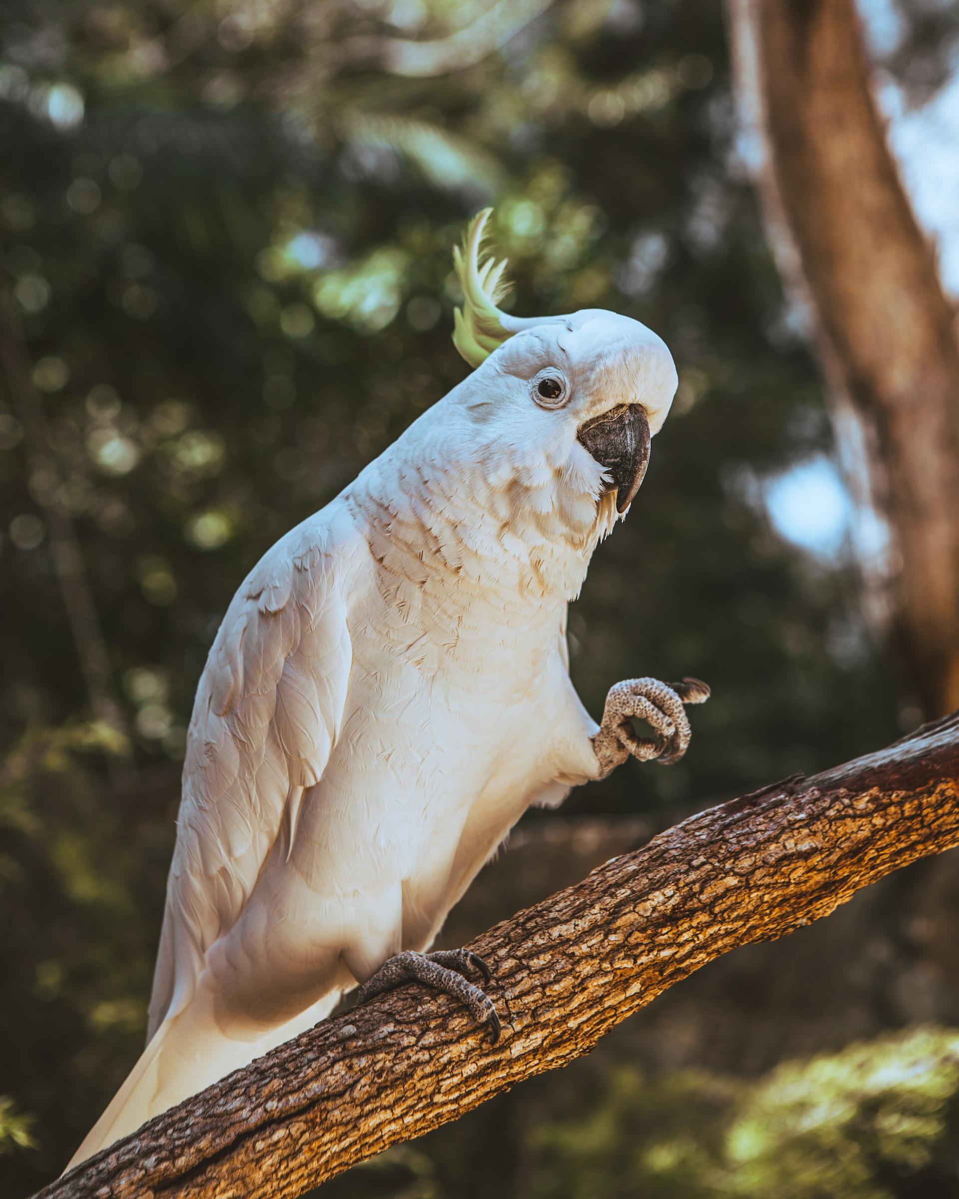 Cockatoos