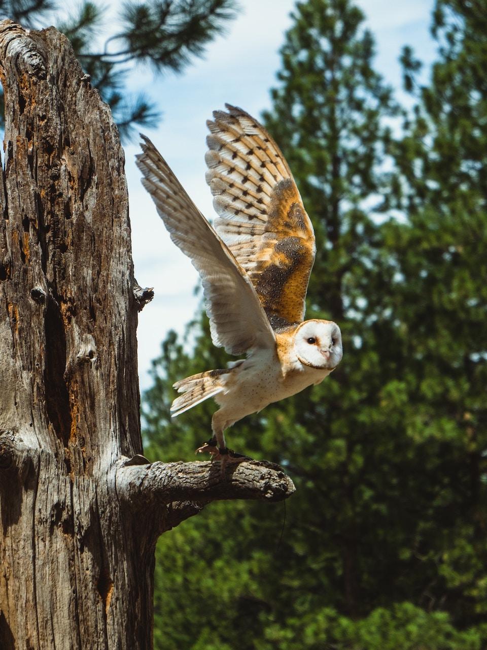 Woodland Birds