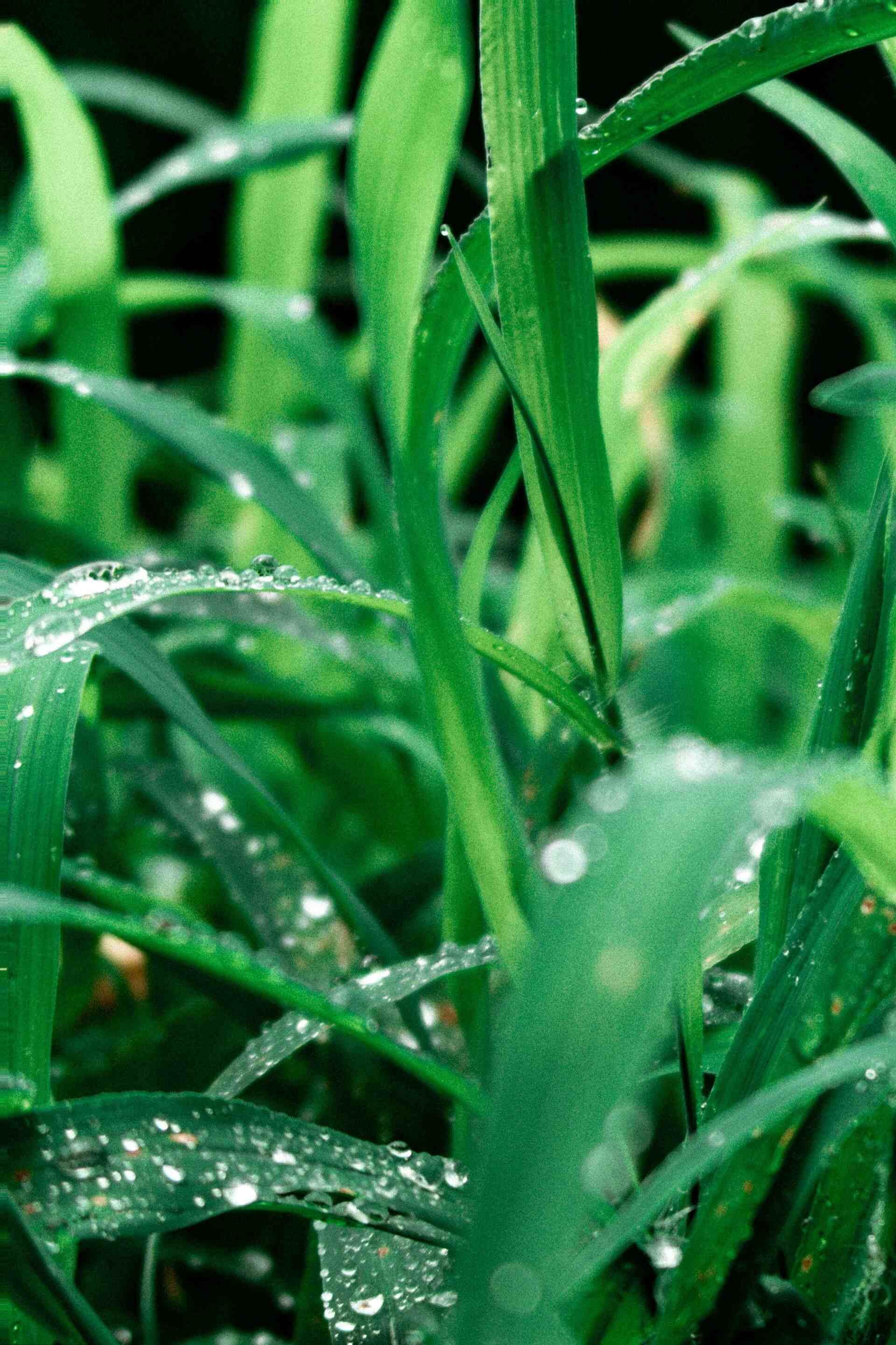 Morning Meditation for a Beautiful Life