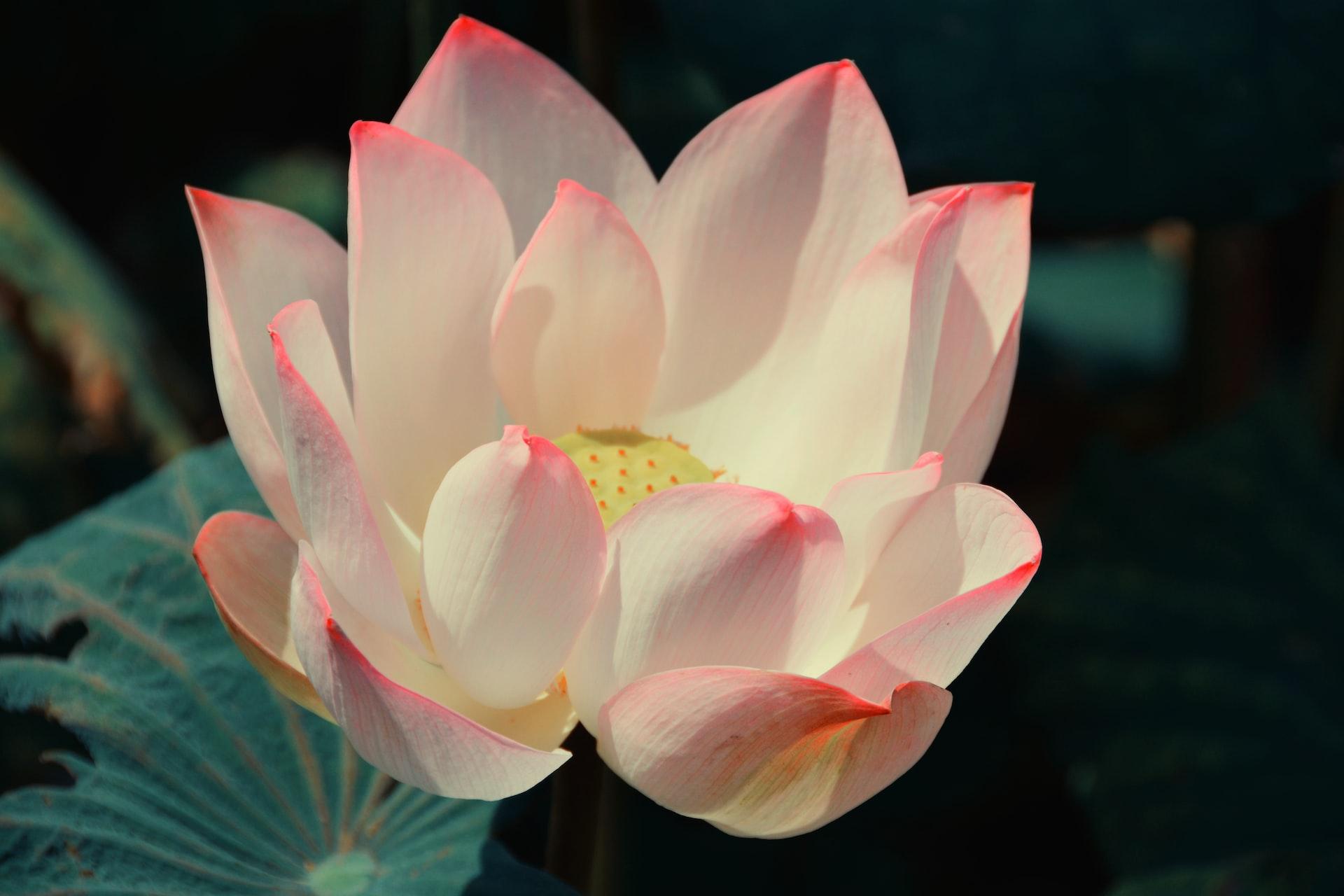 Meditation for the Moon in Virgo