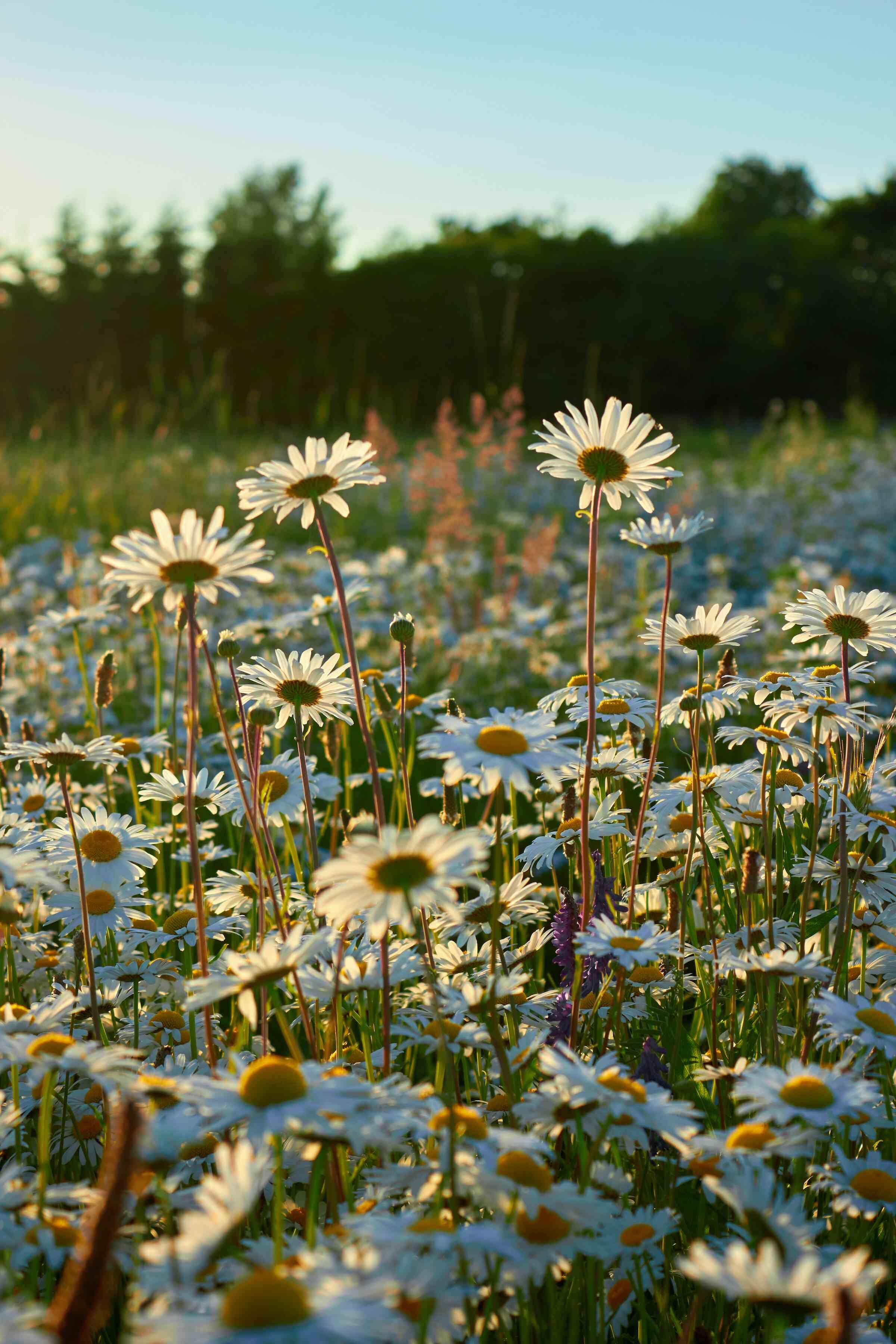 Guided meditation to reset