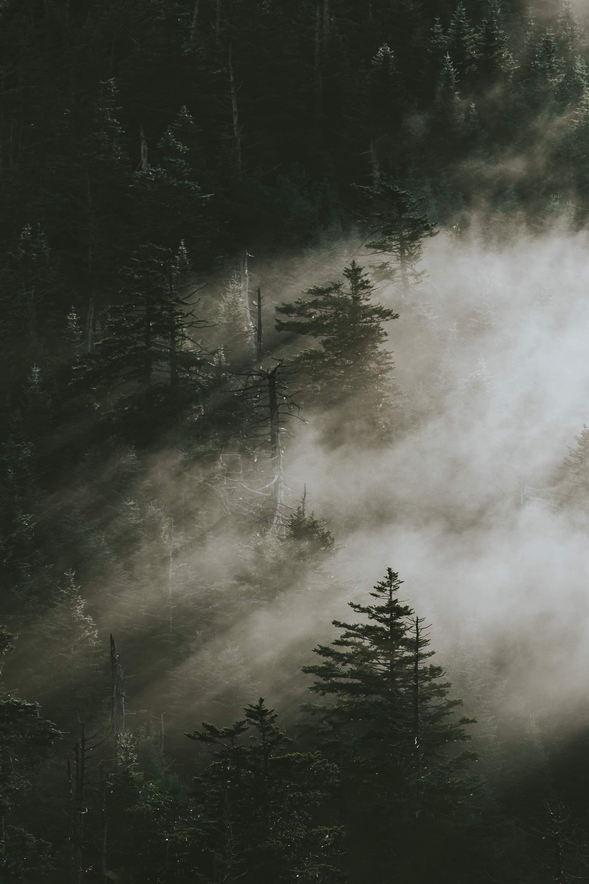 Grey Noise