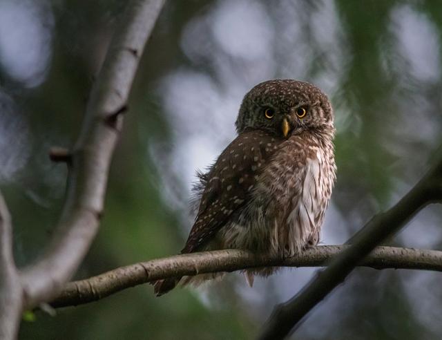The Owl - Secrets of Wisdom