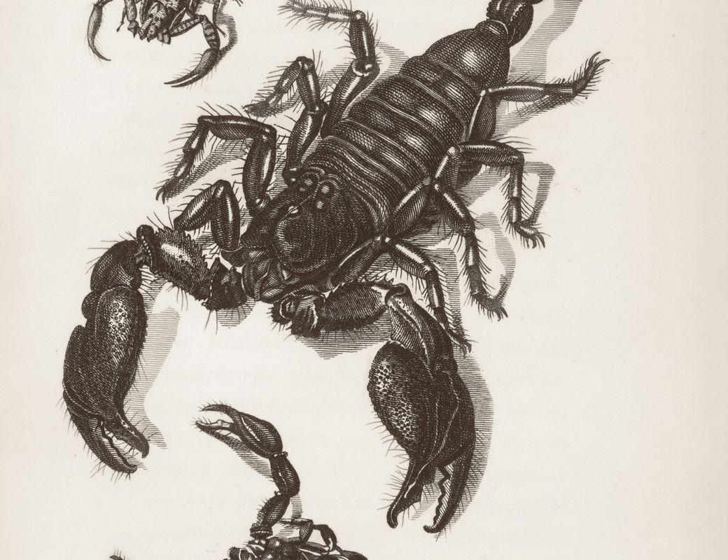Illustration for Scorpio SZN! π¦
