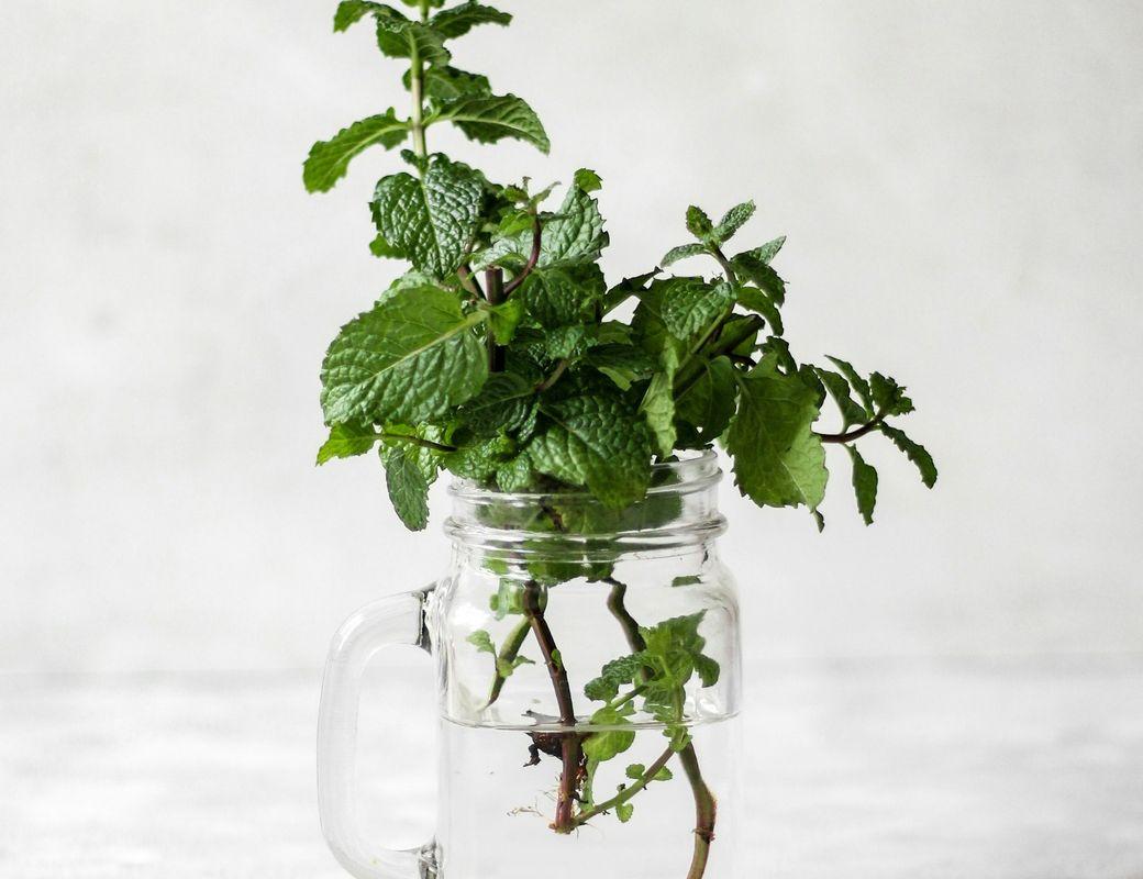 Illustration for Mr Moon's Materia Medica: Peppermint