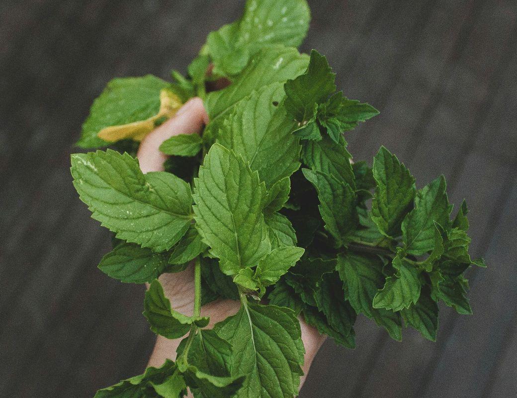 Illustration for Mr Moon's Materia Medica: Peppermint