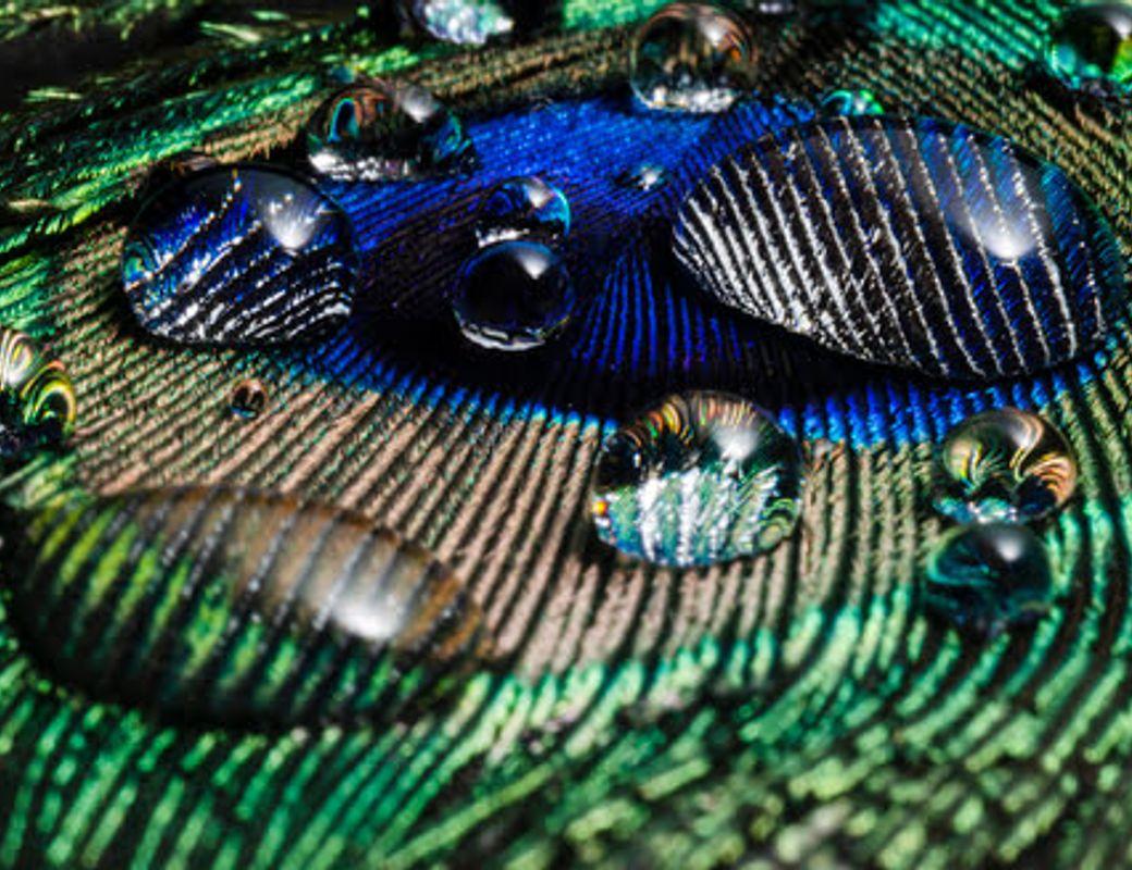 Jupiter in Cancer: Catch Your Luck by the Tail! 🦚