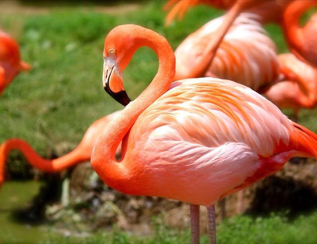 The Flamingo Bird