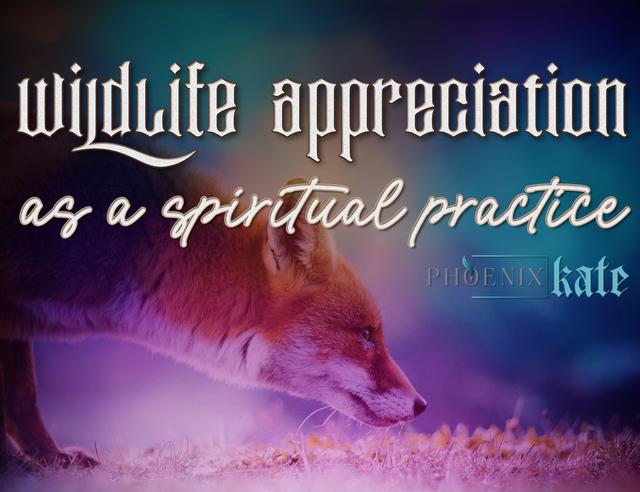 Wildlife Appreciation as Spiritual Practice