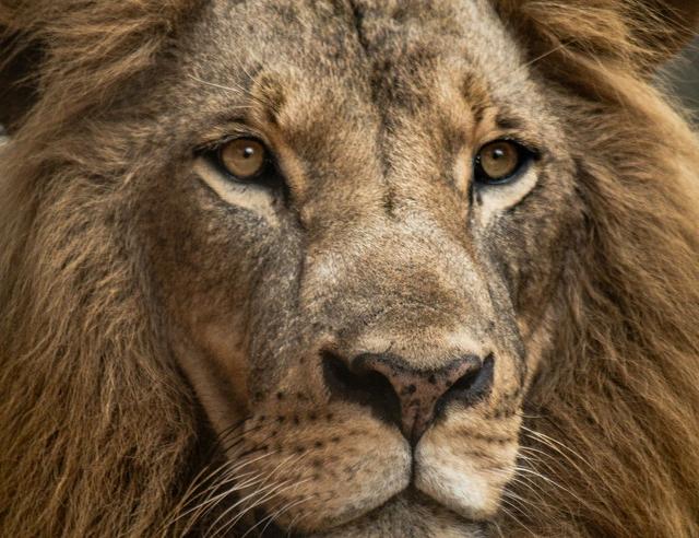 Jupiter enters Leo: June 30