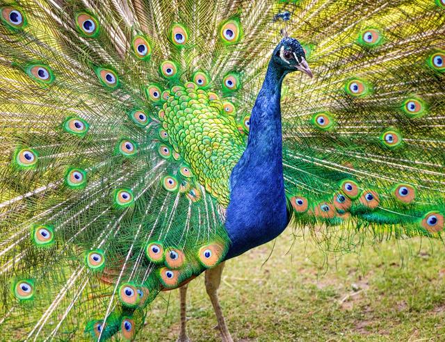 The Peacock Bird