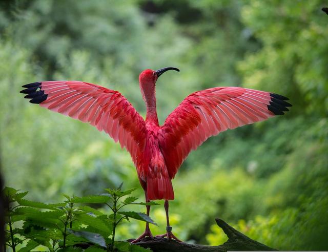 The Ibis Bird