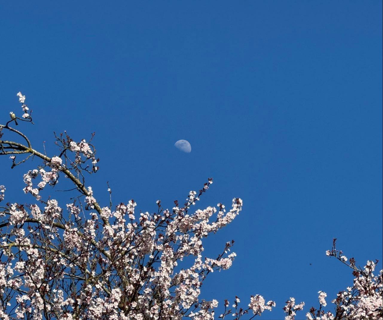 The Moon over Arnegg, Schweiz — last quarter, Lunar Day 21