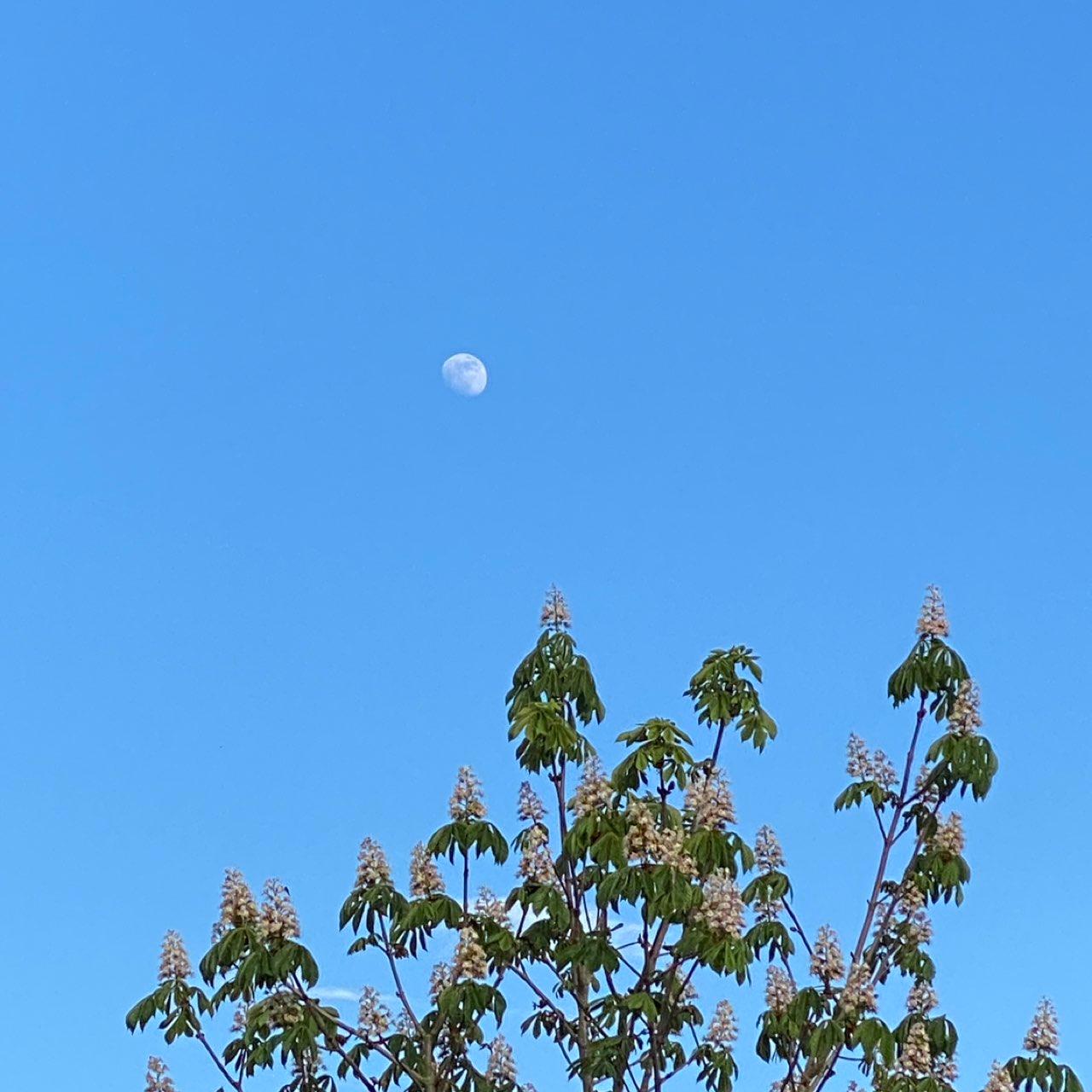 The Moon over Schlieren, Schweiz — waxing gibbous, Lunar Day 13