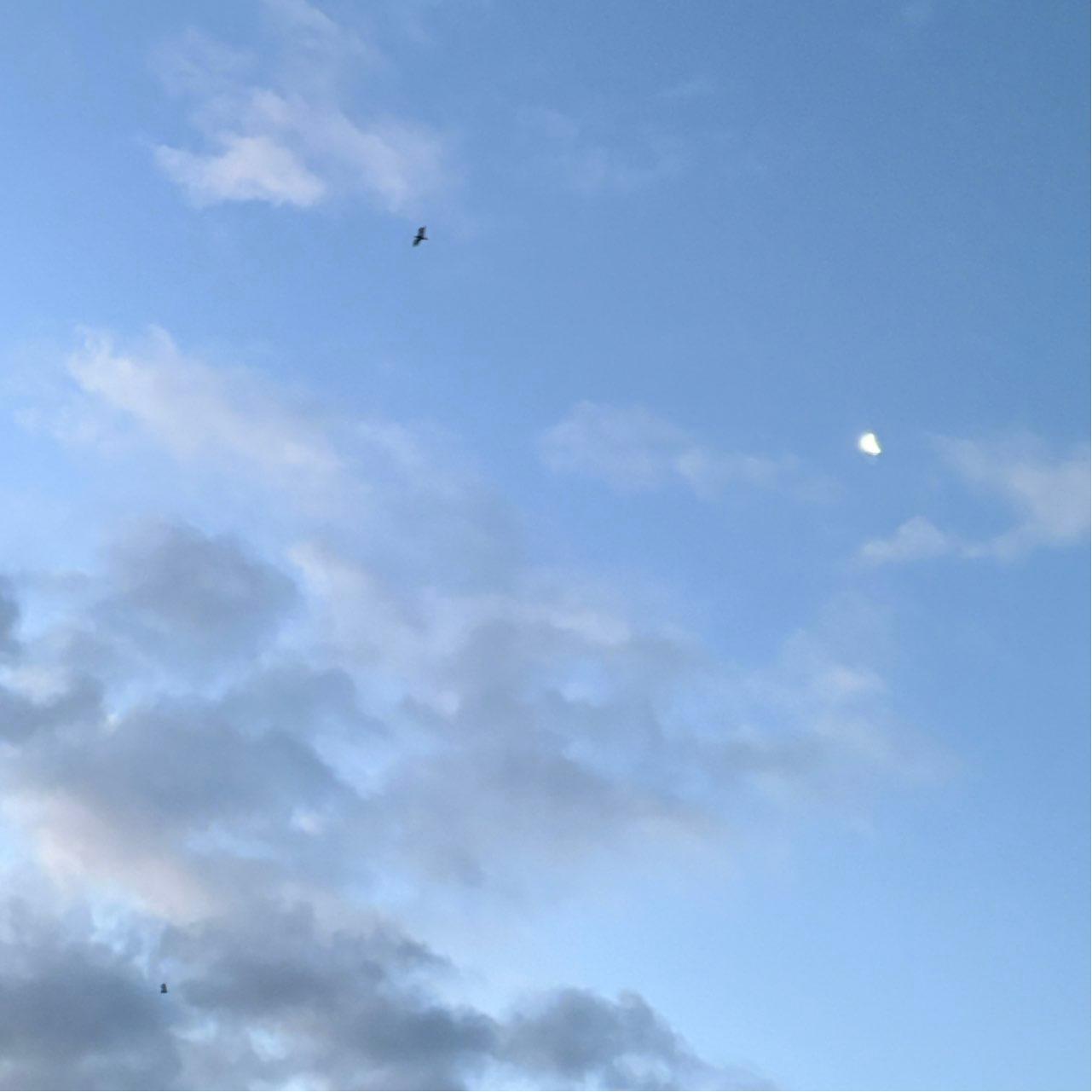 The Moon over Zaandam, Nederland — waning crescent, Lunar Day 24