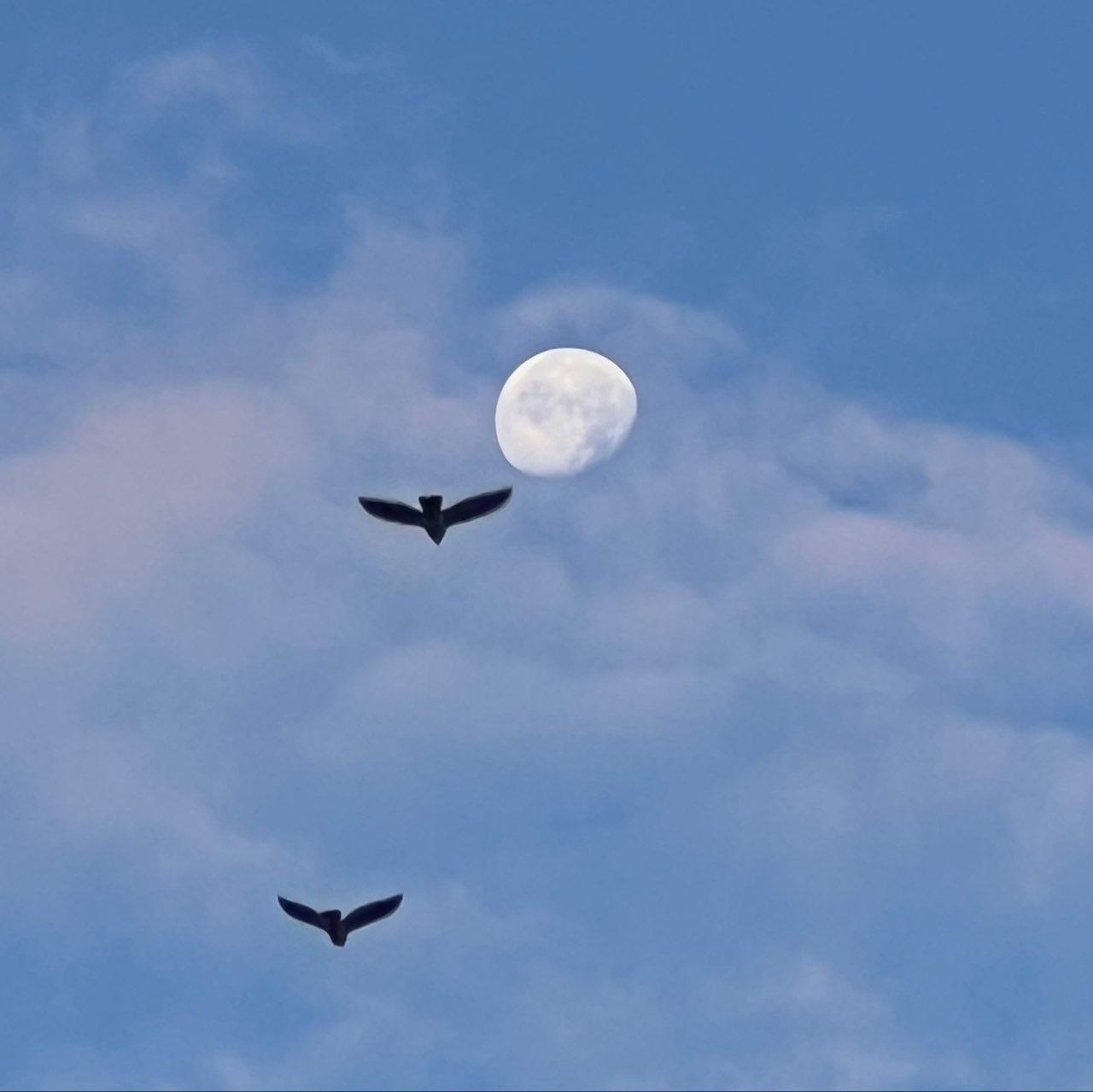 The Moon over Suresnes, France — waning gibbous, Lunar Day 19