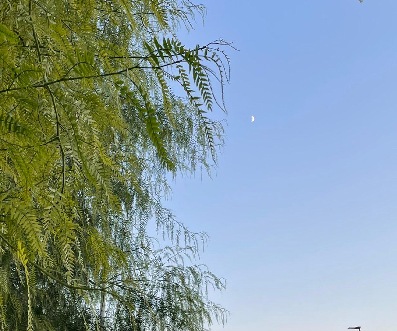 The Moon over Bari, Italia — first quarter, Lunar Day 8